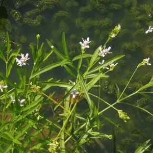 justicia americana carmantine d'Amérique