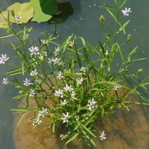 justicia americana carmantine d'Amérique