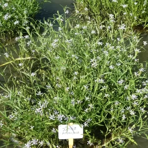 justicia americana carmantine d'Amérique