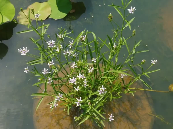 justicia americana carmantine d'Amérique