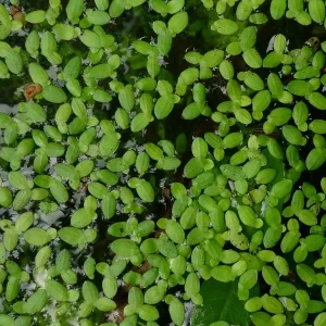lemna minor lentille d'eau