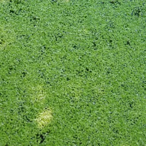 lemna minor lentille d'eau
