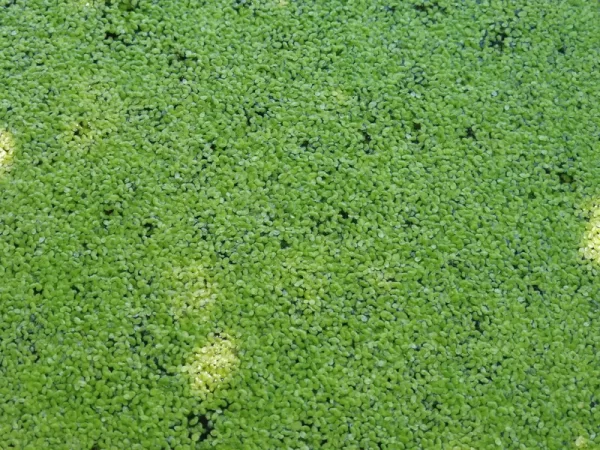 lemna minor lentille d'eau