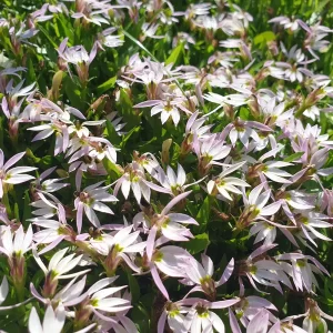 lobelia chinensis lobélie chinoise