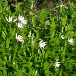lobelia chinensis lobélie chinoise