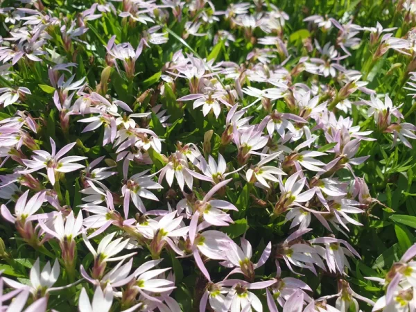 lobelia chinensis lobélie chinoise