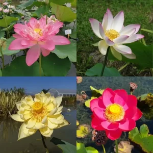 Lotus moyens - pour pots 60-70 cm de diamètre