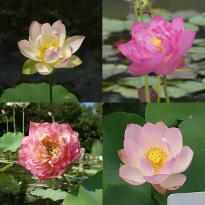Lotus nains - pour pots 30-45 cm de diamètre