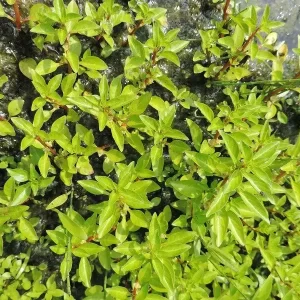 ludwigia palustris jussie des marais