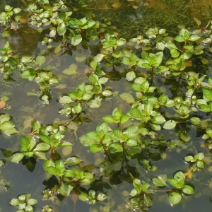 ludwigia palustris jussie des marais