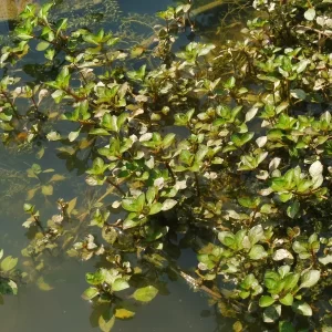 ludwigia palustris jussie des marais