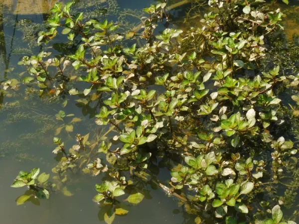 ludwigia palustris jussie des marais