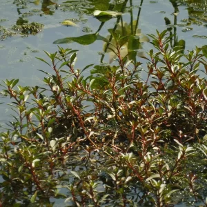 ludwigia repens rubin