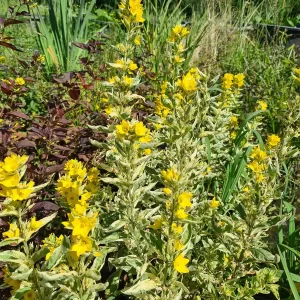 lysimachia punctata alexander