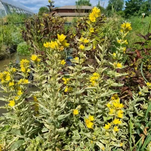 lysimachia punctata alexander