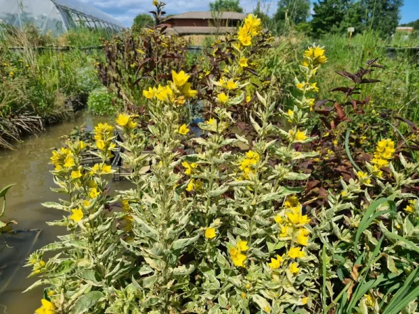 lysimachia punctata alexander