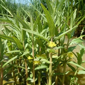 lysimachia thyrsiflora lysimaque à fleurs en thyrse