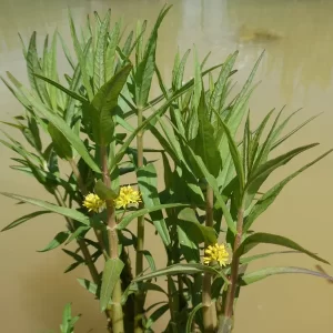 lysimachia thyrsiflora lysimaque à fleurs en thyrse