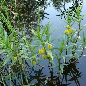 lysimachia thyrsiflora lysimaque à fleurs en thyrse