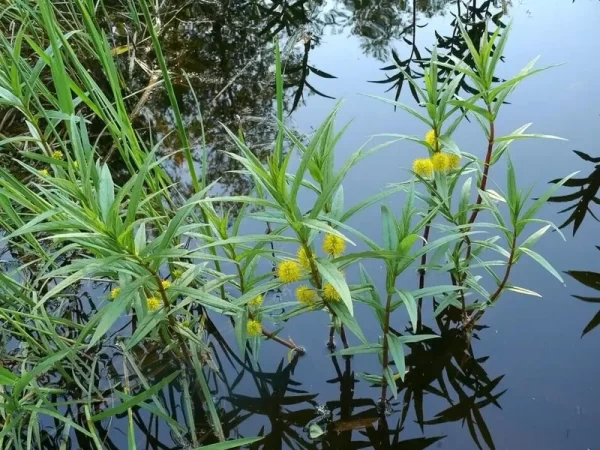 lysimachia thyrsiflora lysimaque à fleurs en thyrse