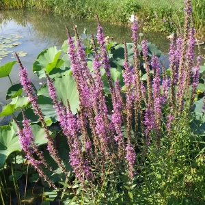 lythrum salicaria salicaire commune