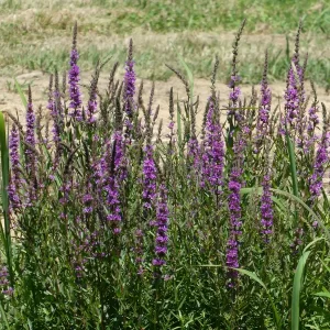 lythrum salicaria salicaire commune