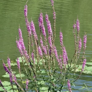 lythrum salicaria salicaire commune