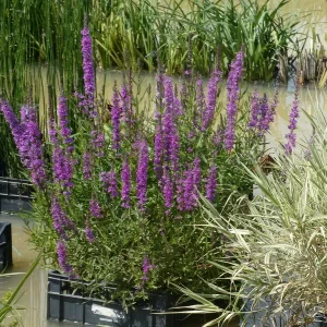 lythrum salicaria salicaire commune