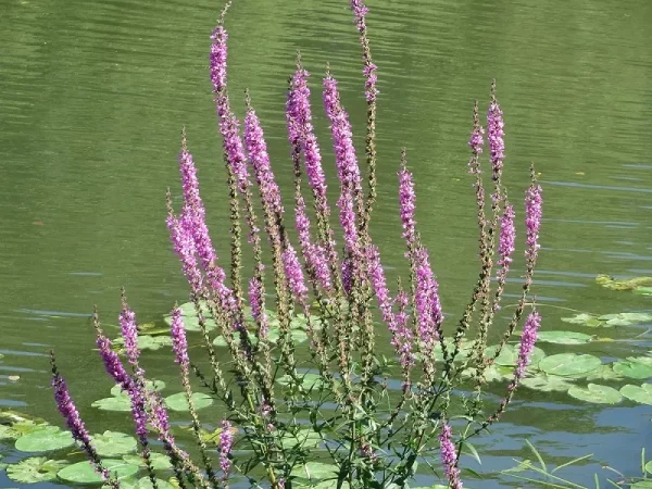lythrum salicaria salicaire commune