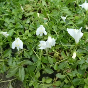 mazus reptans albus mazus rampant blanc