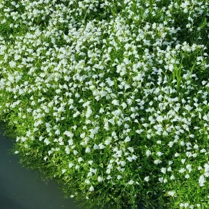 mazus reptans albus mazus rampant blanc