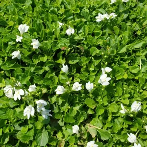 mazus reptans albus mazus rampant blanc
