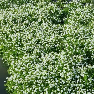 mazus reptans albus mazus rampant blanc