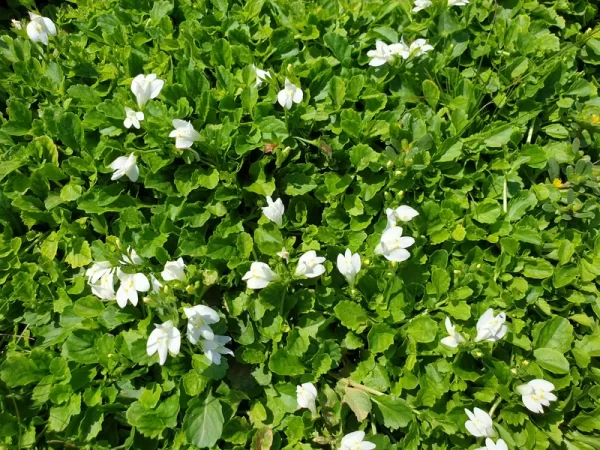 mazus reptans albus mazus rampant blanc