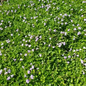 mazus reptans mazus rampant