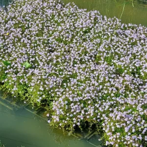 mazus reptans mazus rampant