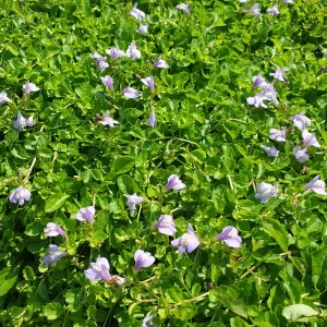 mazus reptans mazus rampant