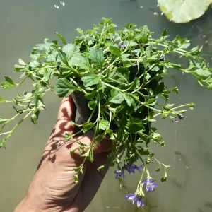 mazus reptans mazus rampant