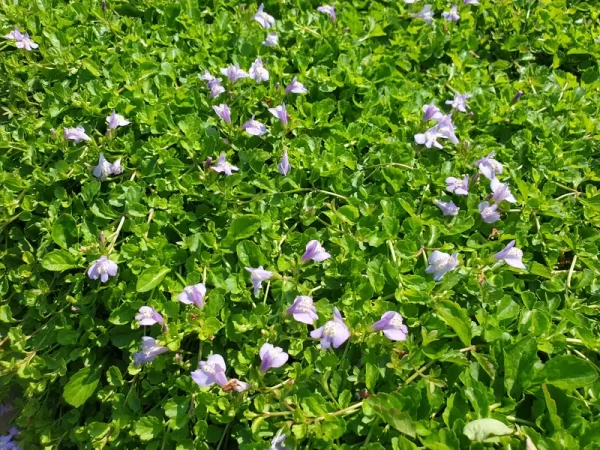 mazus reptans mazus rampant