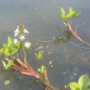 menyanthes trifoliata trèfle d'eau