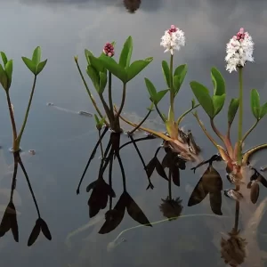 menyanthes trifoliata trèfle d'eau