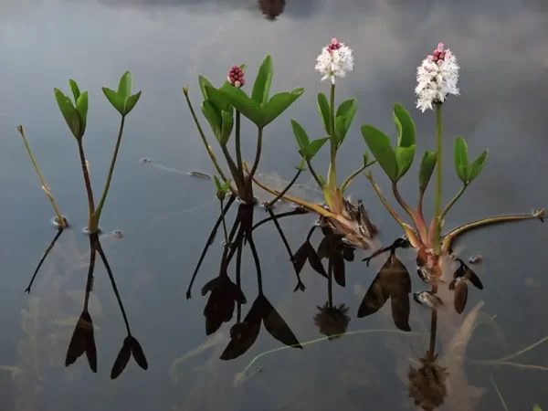 menyanthes trifoliata trèfle d'eau
