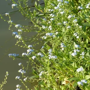 myosotis palustris myosotis des marais