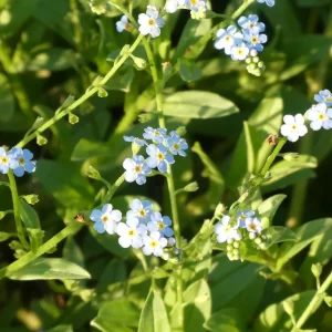 myosotis palustris myosotis des marais