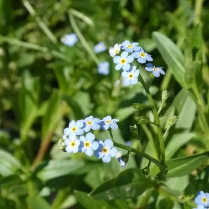myosotis palustris myosotis des marais