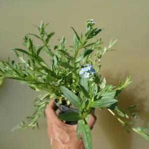myosotis palustris myosotis des marais
