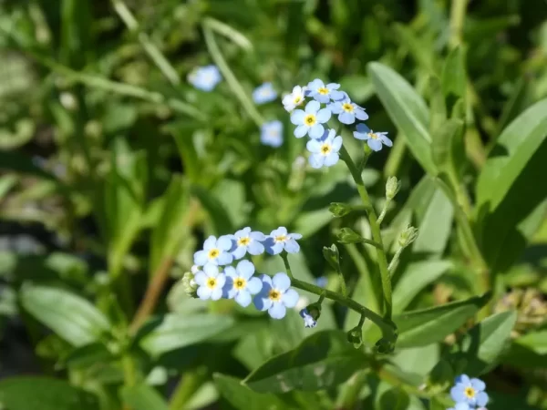 myosotis palustris myosotis des marais
