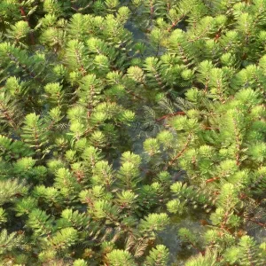 myriophyllum brasiliensis red stem