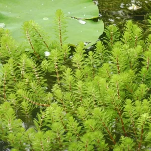 myriophyllum brasiliensis red stem