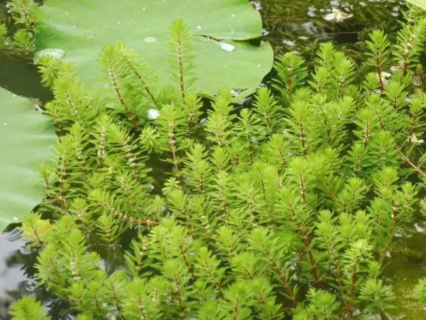 myriophyllum brasiliensis red stem